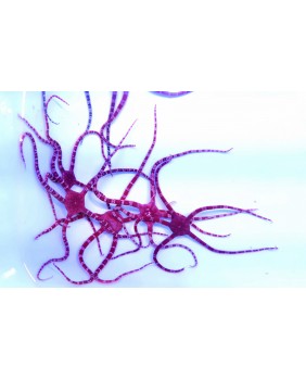 Ophiomyxa australis,