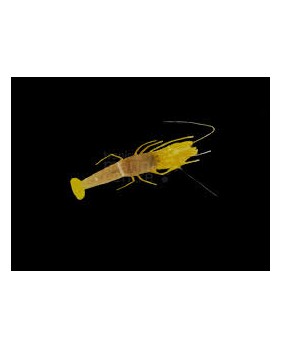 Alpheus ochrostriatus Yellow
