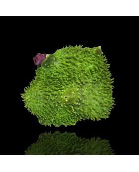 Metarhodactis Boninensis Green