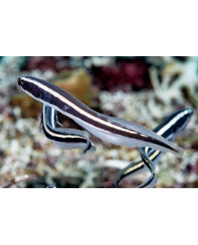 Pholidichthys Leucotaenia...