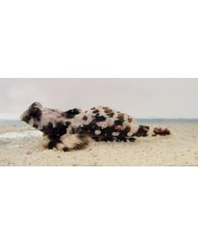Synchiropus ocellatus
