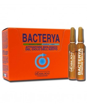 Bacterya (Equo)