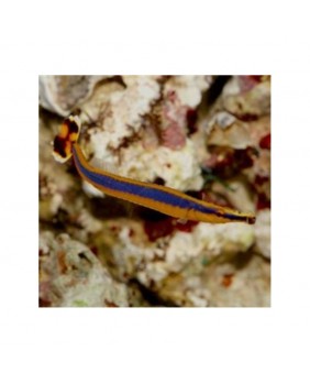 Doryrhamphus Excisus
