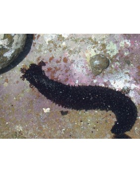 Holothuria Atra (Negro)