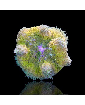 Stichodactyla Tapetum