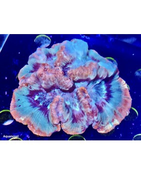 Trachyphyllia Geoffroyi