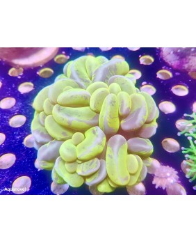Plerogyra green (Coral...