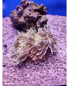 Macrodactyla Gygantea