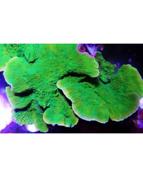 Montipora plato verde