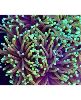 Euphyllia DRAGON SOUL TORCH...