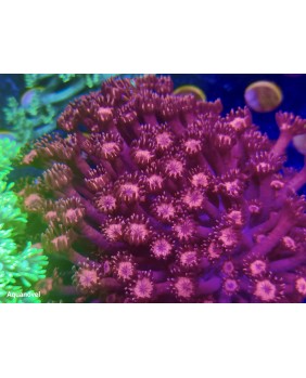 Goniopora Roja