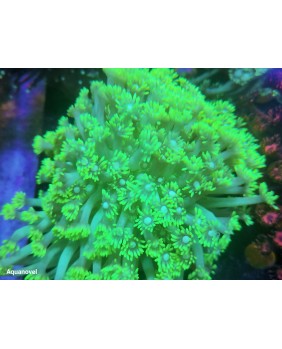 Goniopora Green Fluor