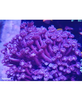 Goniopora Morada