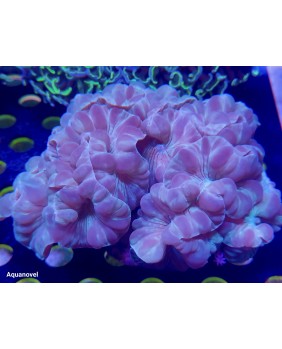 Nemenzophyllia Turbida