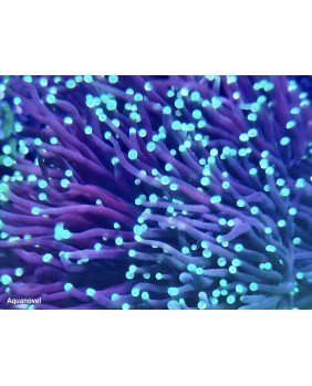 Euphyllia TORCH