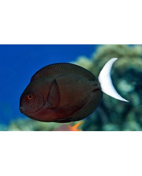 Acanthurus Thompsoni
