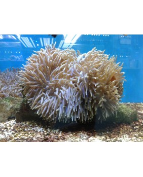 Heteractis magnifica Talla L (Payasera)