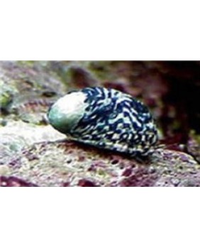 Nerita sp.