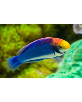 Cirrhilabrus solorensis...