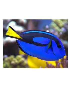 Paracanthurus Hepatus M