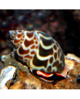 Babylonia Zeylanica...