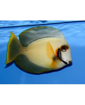 Acanthurus Pyroferus S (Crema)