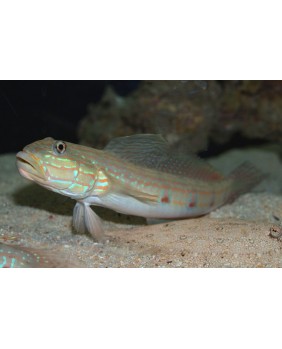 Valenciennea muralis