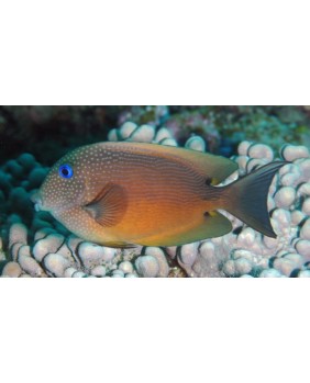 Ctenochaetus Binotatus (S)