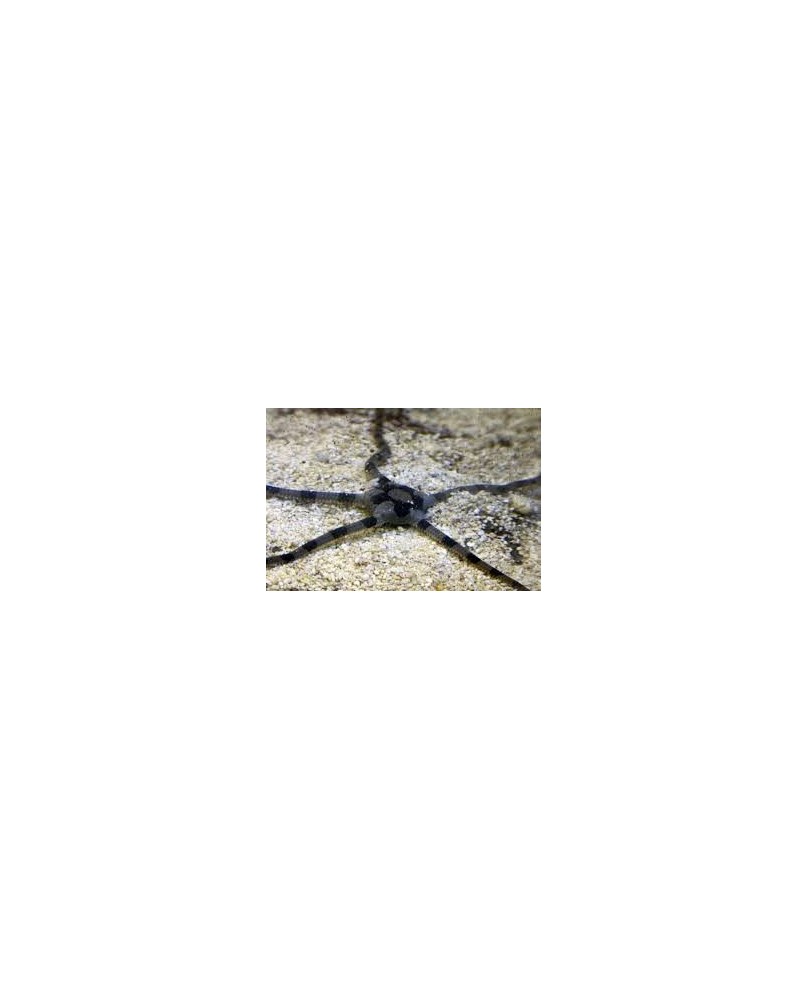 Ophiolepis superba
