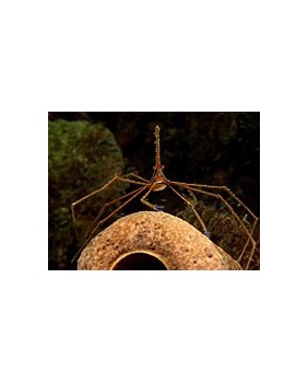 Stenorhynchus seticornis