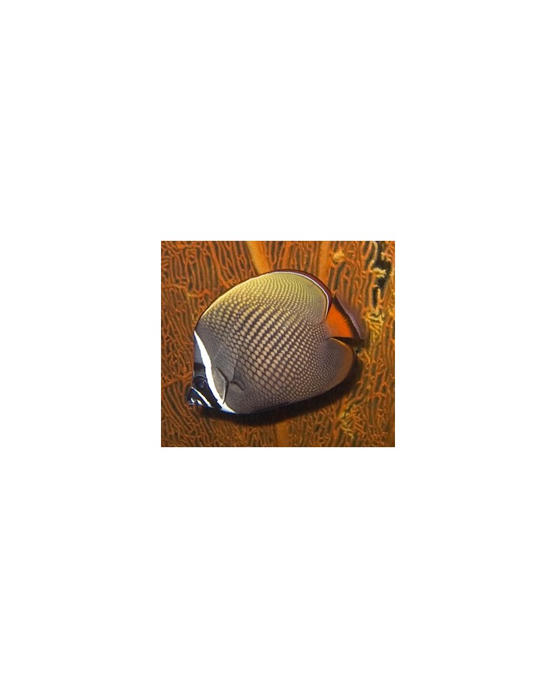 Chaetodon Collaris