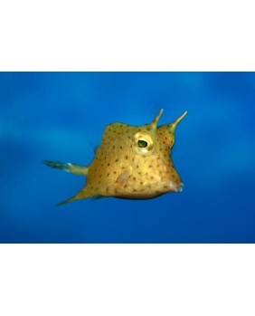 Lactoria cornuta (Talla S)