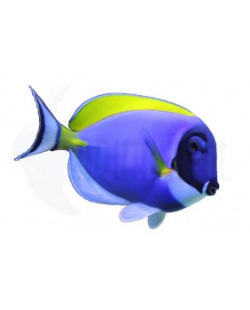 Acanthurus Leucosternon (Talla S)