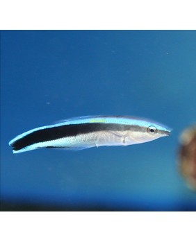 Labroides dimidiatus (L)