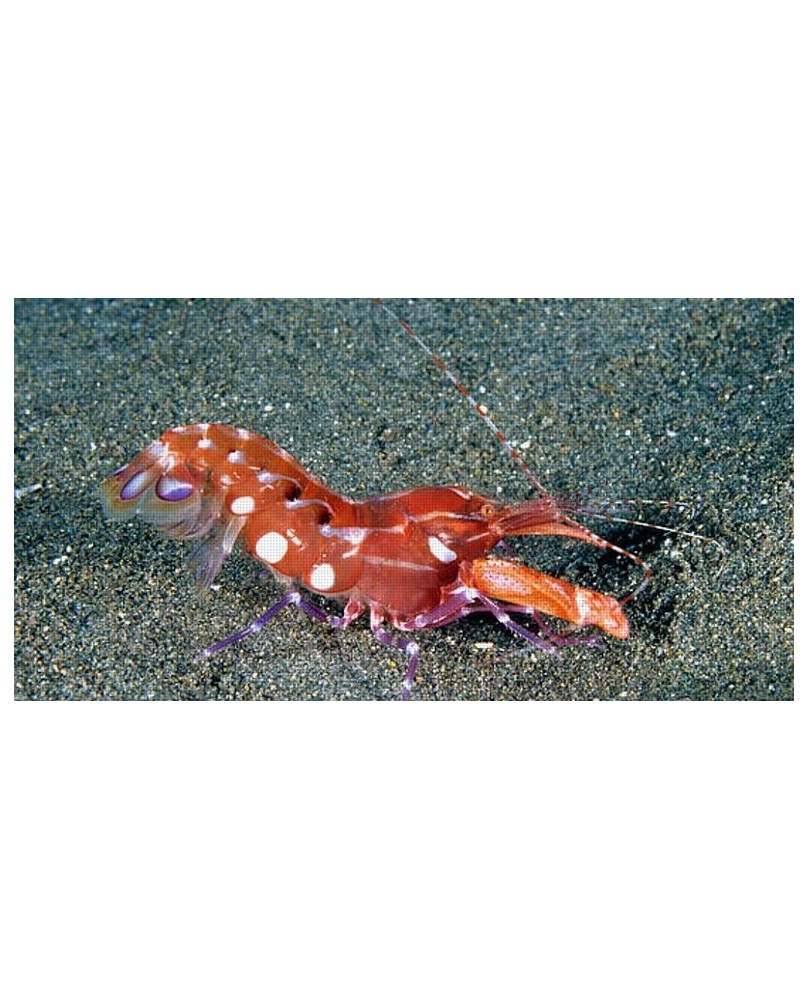 Alpheus armatus