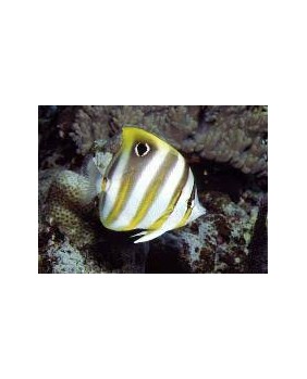 Chaetodon miliaris