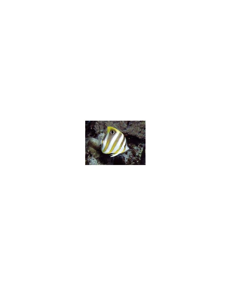 Chaetodon miliaris