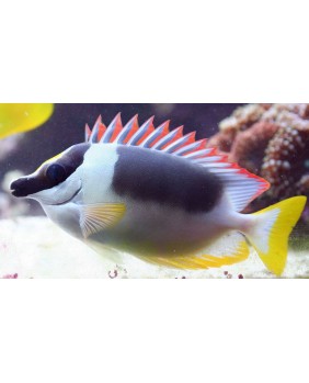 Siganus Magnificus
