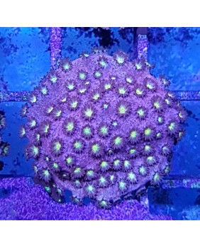 Cyphastrea Meteor Shower