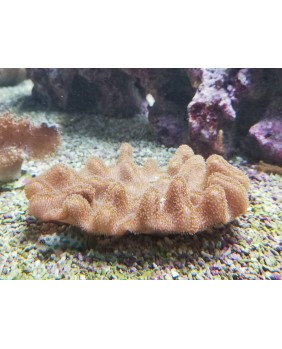 Sarcophyton sp.