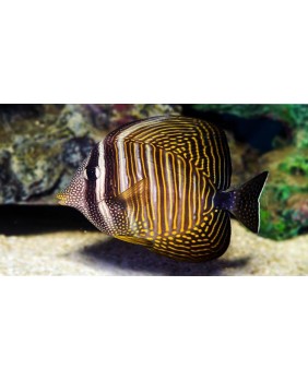 Zebrasoma desjardinii