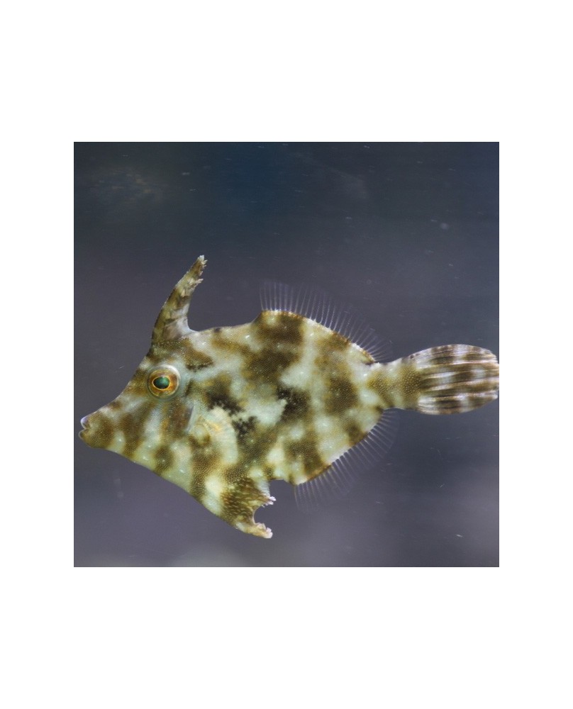 Acreichthys Tomentosus. Talla S