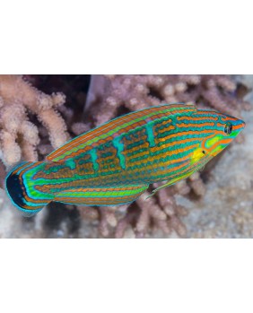 Halichoeres melanurus
