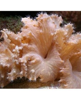 Sinularia Dura (L)