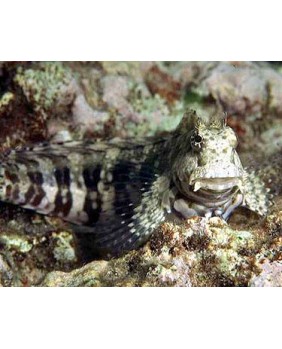 Salarias Fasciatus