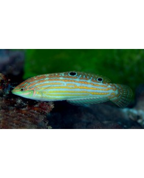 Halichoeres cosmetus