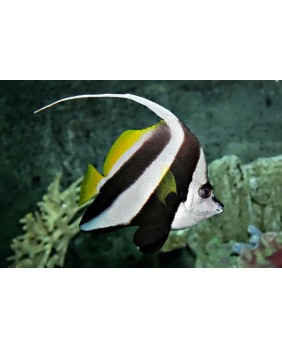 Heniochus Acuminatus (M)