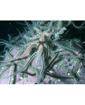 Ophiothrix
