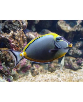 Naso Elegans (L)