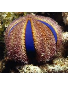 Mespilia Globulus M (Erizo)